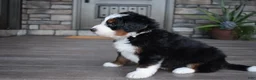 Mini Bernedoodle dogs for sale: Chester - Ad 4