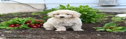 Miniature Labradoodle dogs for sale: Jenny - Ad 3