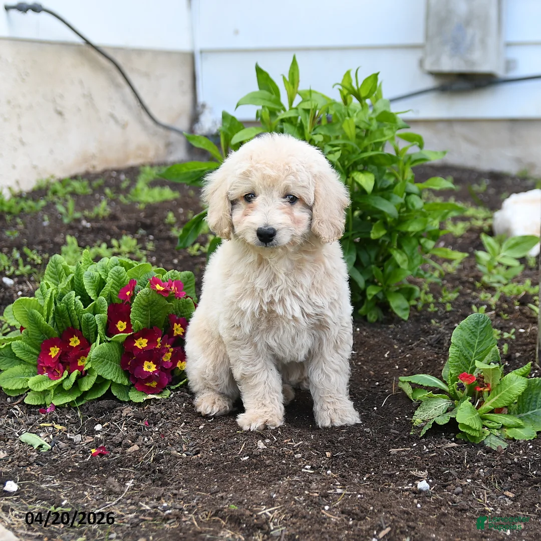 Miniature Labradoodle dogs for sale: Jenny - Ad 3