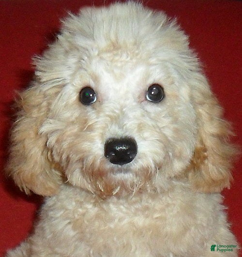 Miniature Poodle dogs Millie - Ad 2