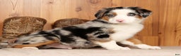 Australian Shepherd dogs for sale: Sparky - Ad 2
