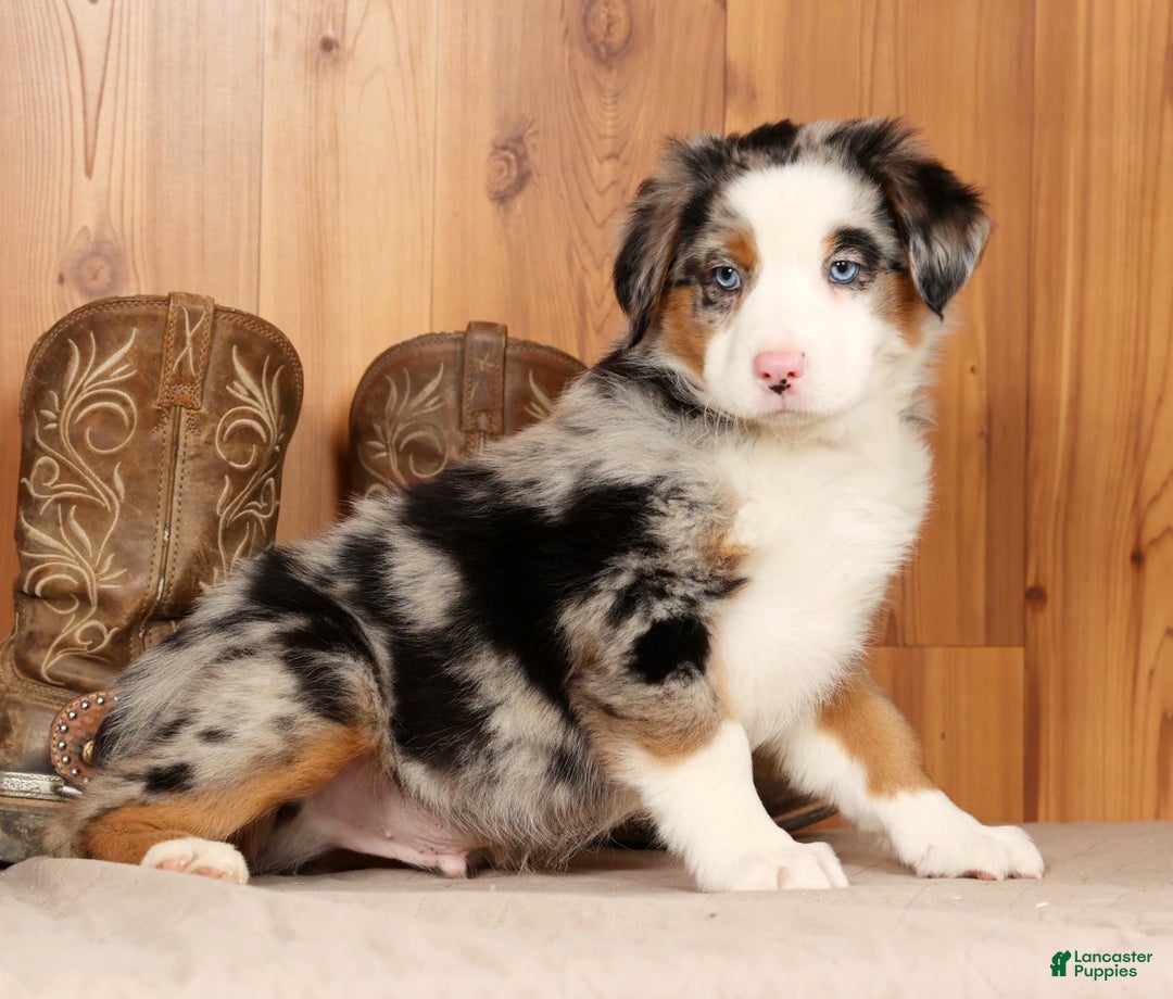 Australian Shepherd dogs for sale: Sparky - Ad 2