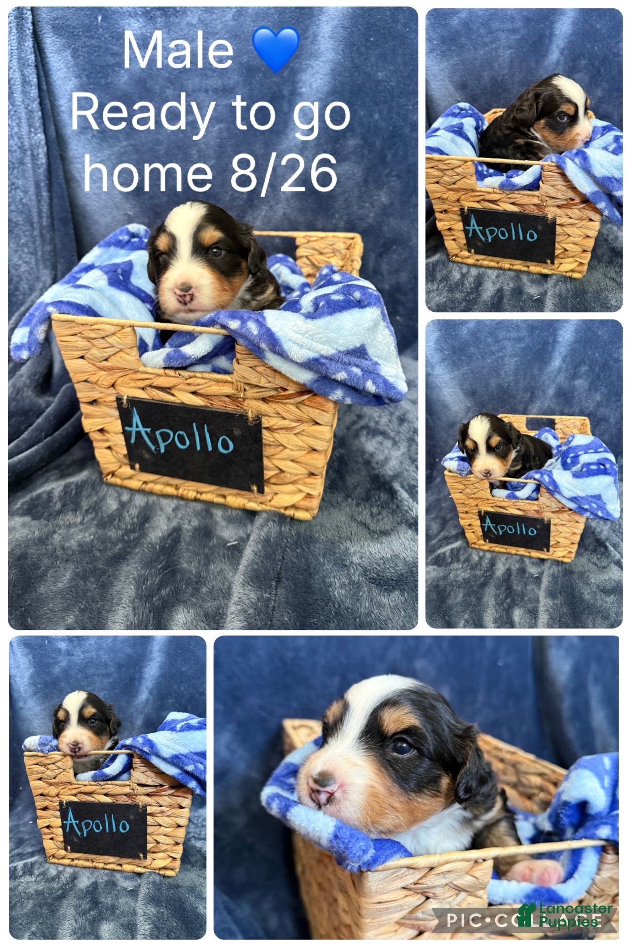 Mixed Breed dogs Apollo - Ad 6