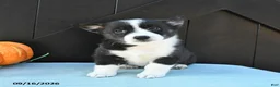 Welsh Corgi Pembroke dogs for sale: Autumn - Ad 4