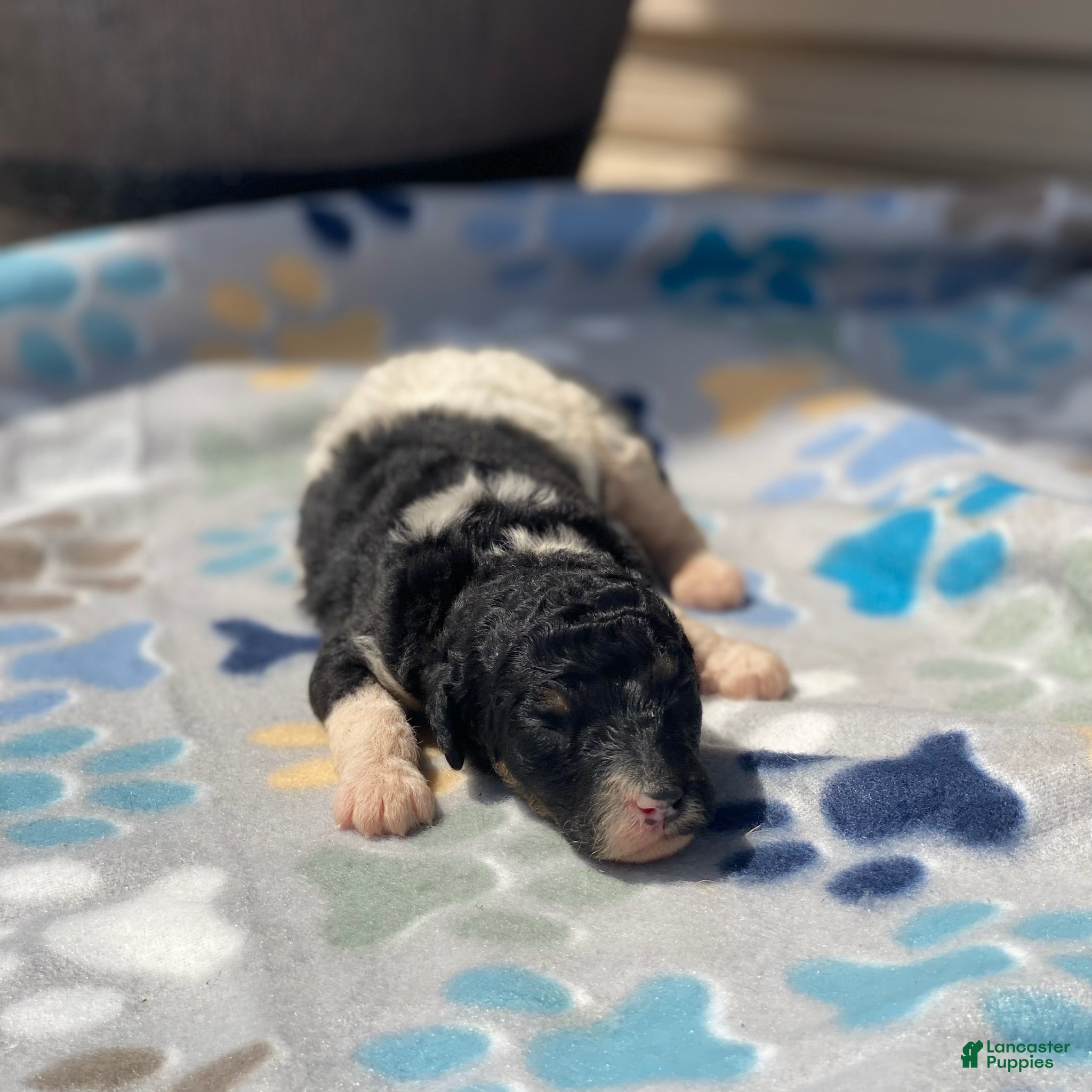 Standard Poodle dogs Winnie - Ad 27