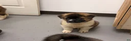 Akita dogs for sale: Happy - Ad 3