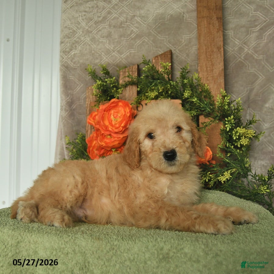 Mini Goldendoodle dogs Hunter  - Ad 2