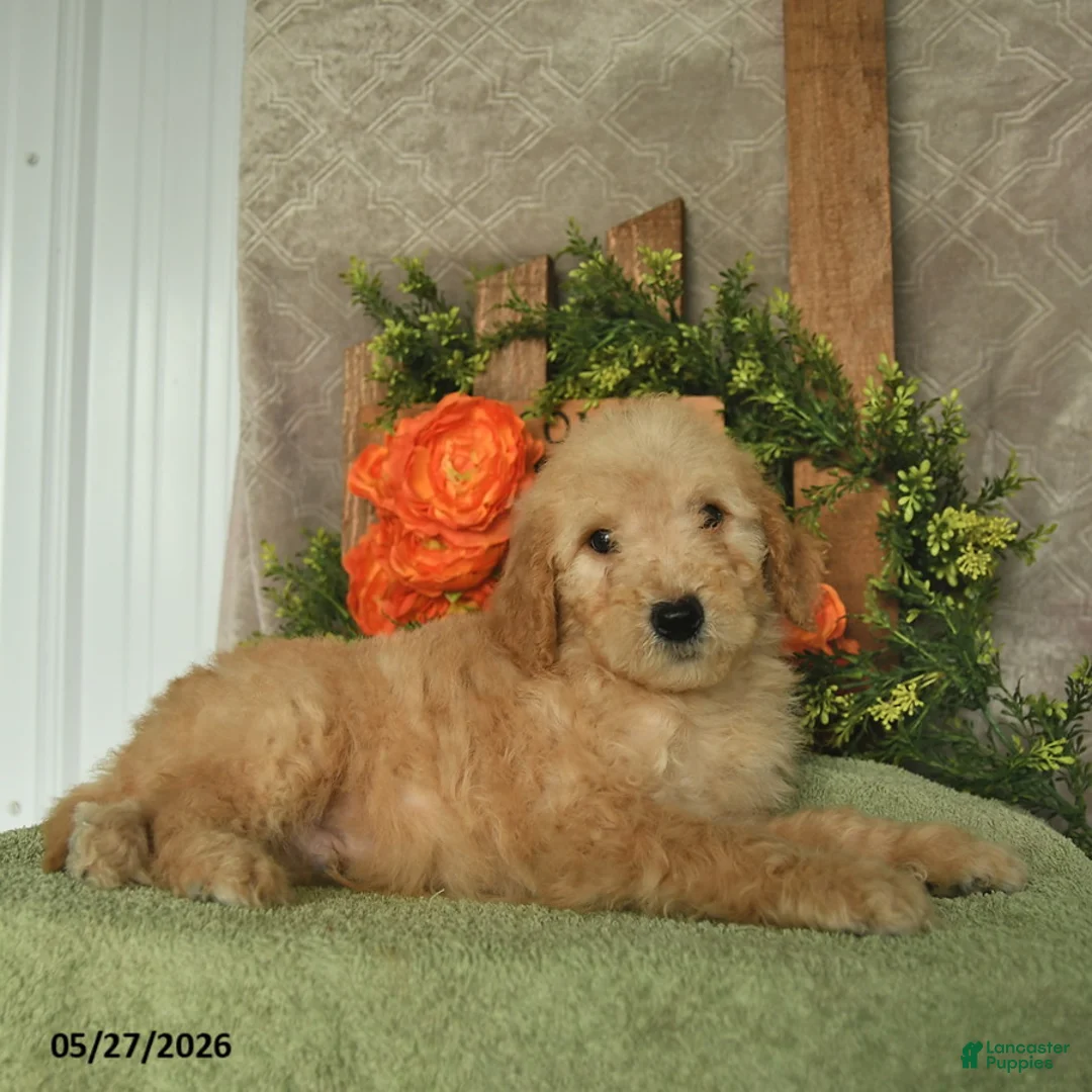 Mini Goldendoodle dogs for sale: Hunter  - Ad 2