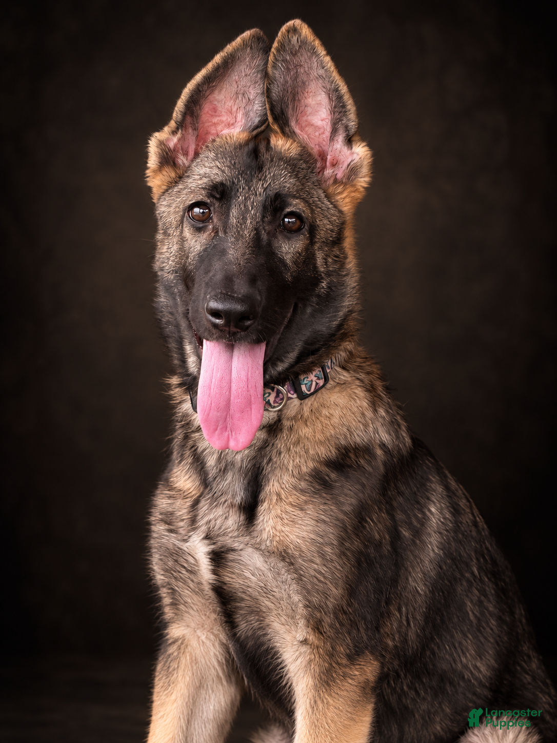 German Shepherd dogs Nora - Ad 1