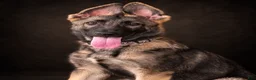 German Shepherd dogs for sale: Nora - Ad 1