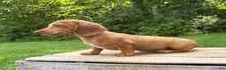 Dachshund dogs for sale: Raine - Ad 3