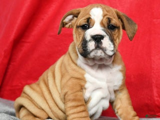 Mixed Breed dogs - Ad 24