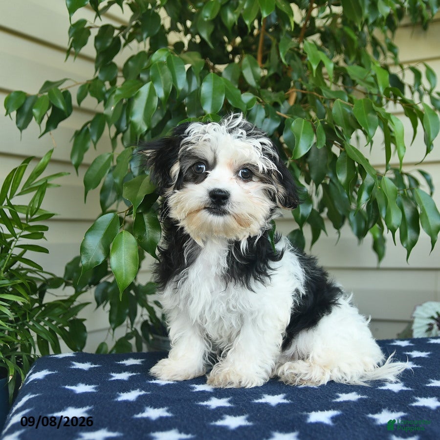 Malshi dogs Megan - Ad 1