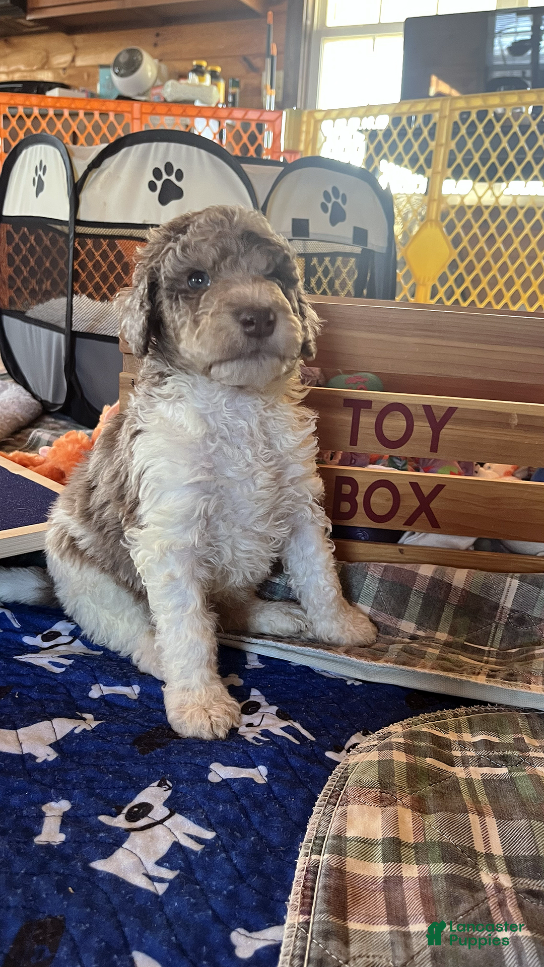 Mini Aussiedoodle dogs for sale: Rocket - Ad 3
