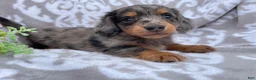 Miniature Dachshund dogs for sale: Flash - Ad 2