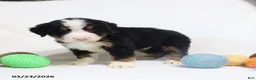 Bernese Mountain Dog dogs for sale: Max - Ad 7