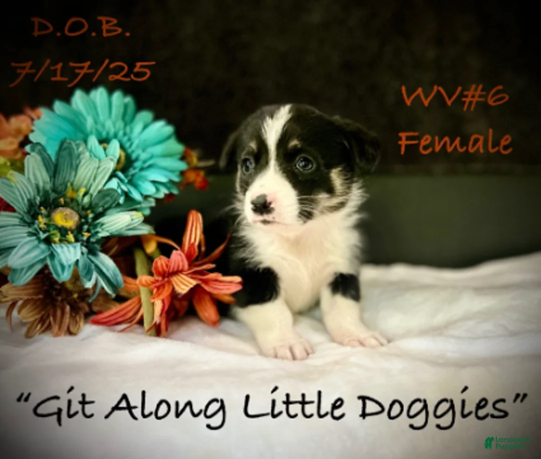 Welsh Corgi Pembroke dogs for sale: WV#6 - Ad 4