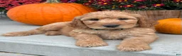 Irish Doodle dogs for sale: Cody - Ad 7
