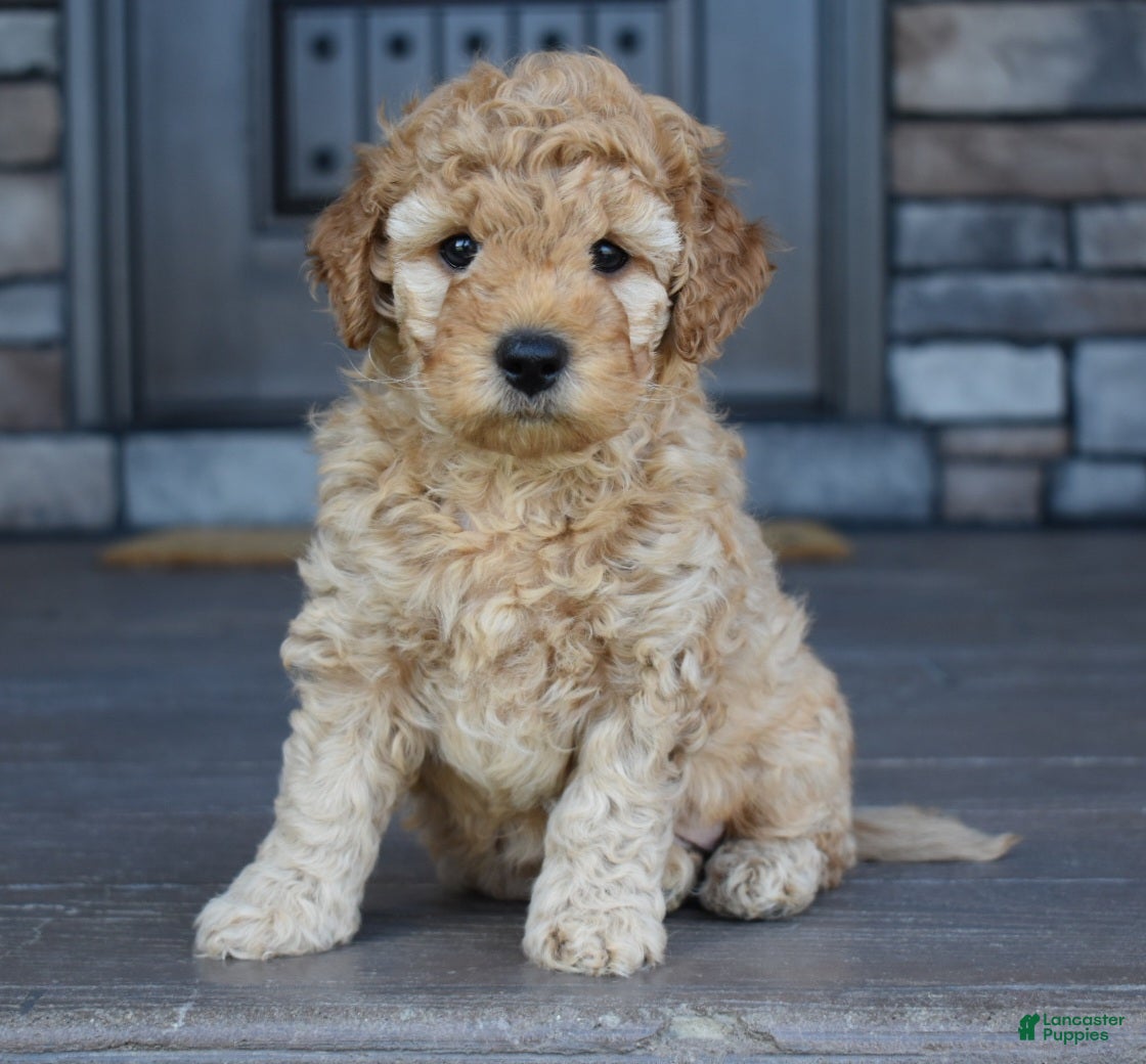 Mini Goldendoodle dogs River - Ad 1