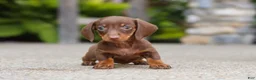 Miniature Dachshund dogs for sale: Ana - Ad 10