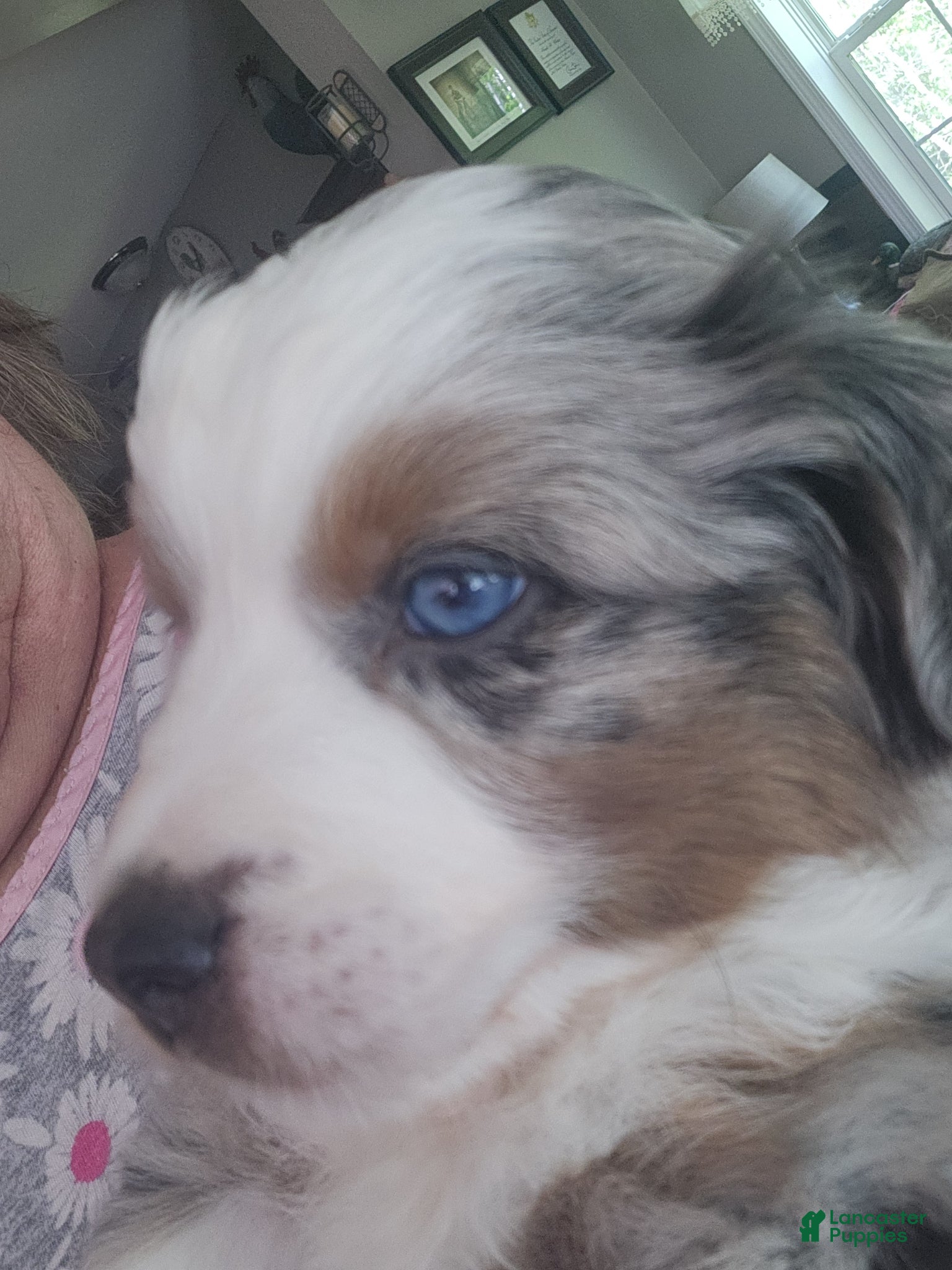 Miniature Australian Shepherd dogs Miniature Australian Shepherd Puppy 2 - Ad 2