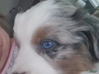 Miniature Australian Shepherd dogs Miniature Australian Shepherd Puppy 2 - Ad 2
