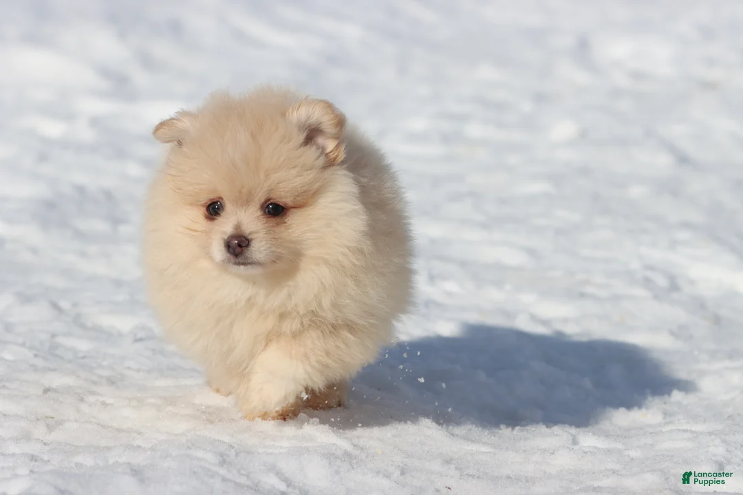 Pomeranian dogs for sale: Teddy  - Ad 4