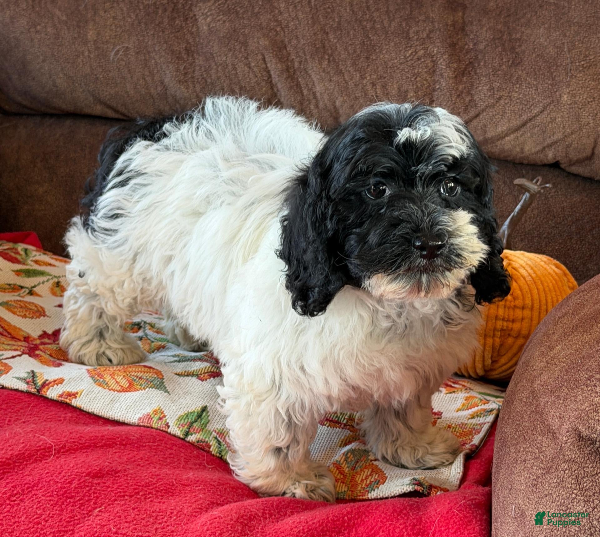 Cockapoo dogs Molly - Ad 10