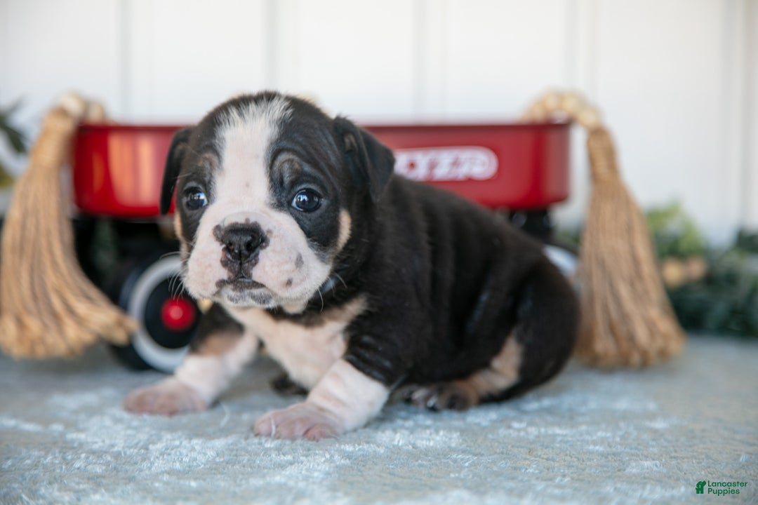 Mixed Breed dogs for sale: Tyson - Ad 2