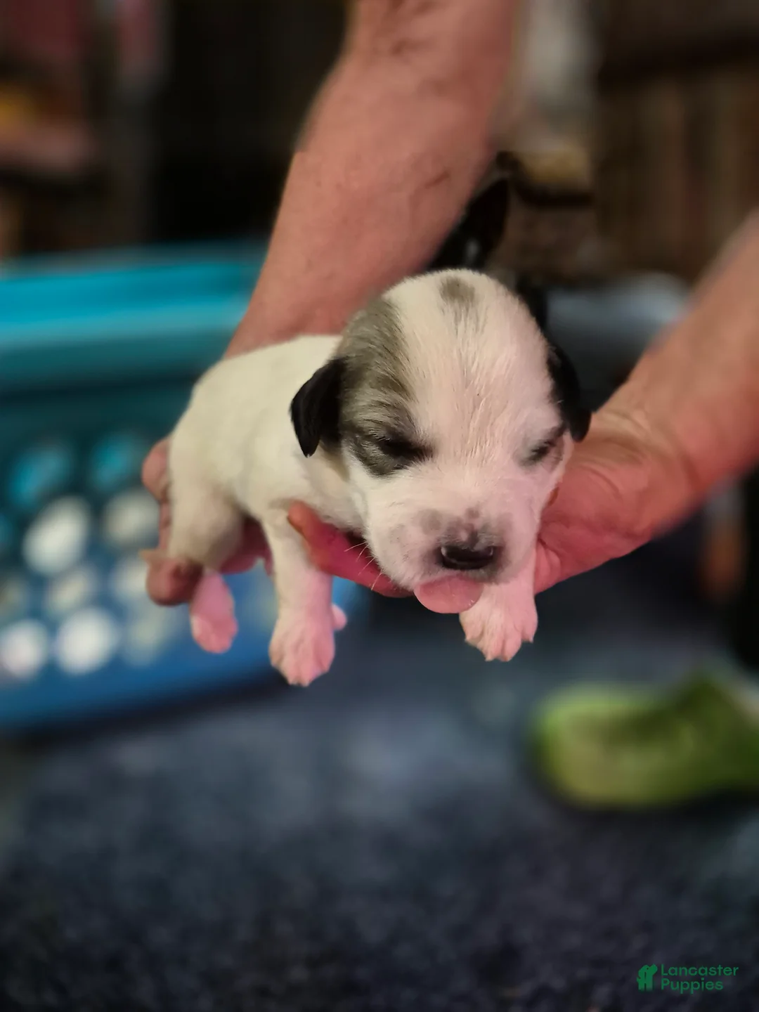 Great Pyrenees dogs for sale: Great Pyrenees Puppy 2 - Ad 1