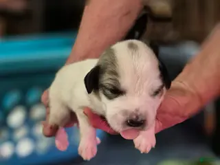 Great Pyrenees dogs for sale: Great Pyrenees Puppy 2 - Ad 3