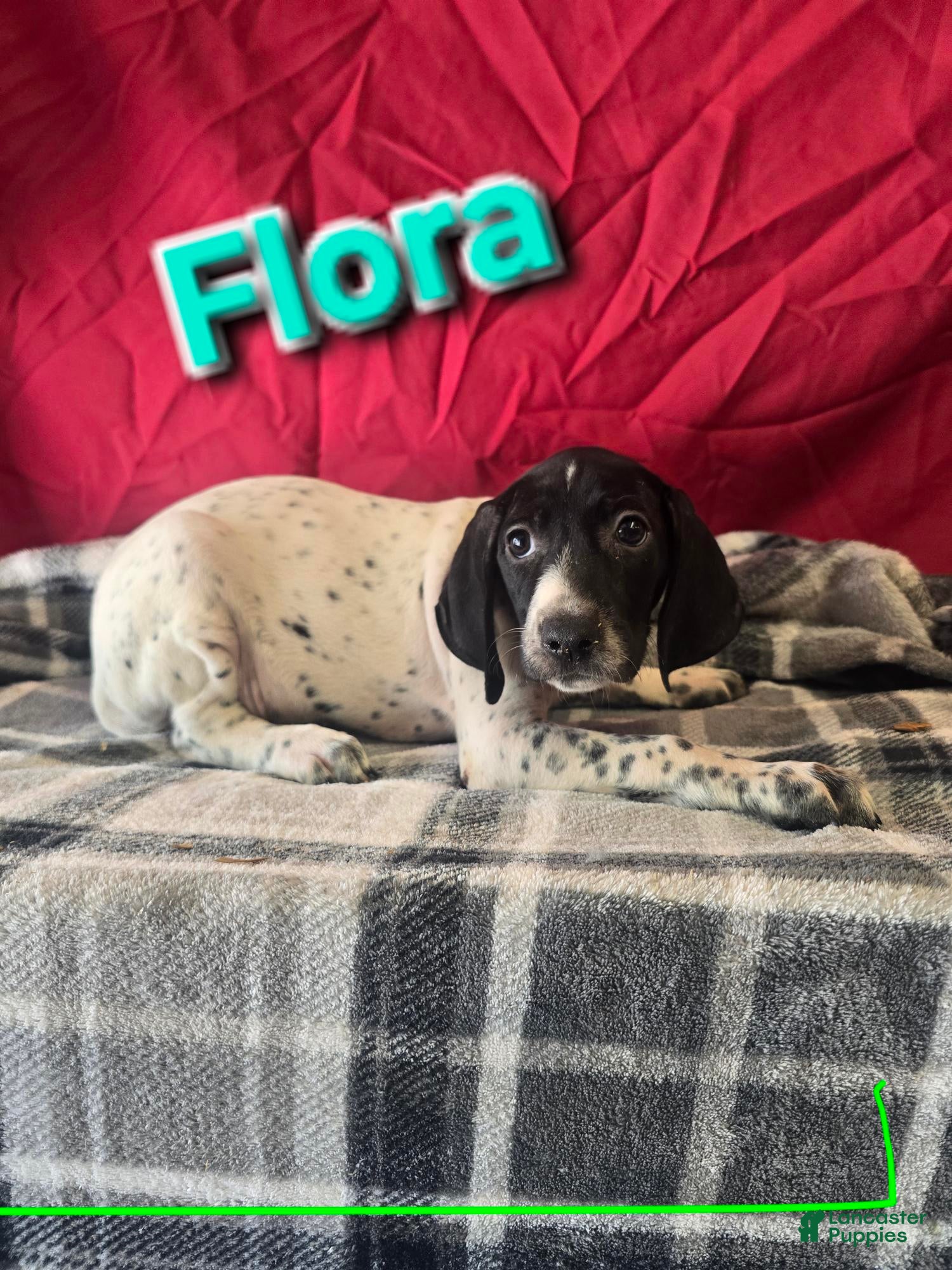 German Shorthaired Pointer dogs for sale: FLORA - Ad 1