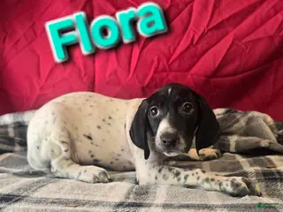 German Shorthaired Pointer dogs FLORA - Ad 25