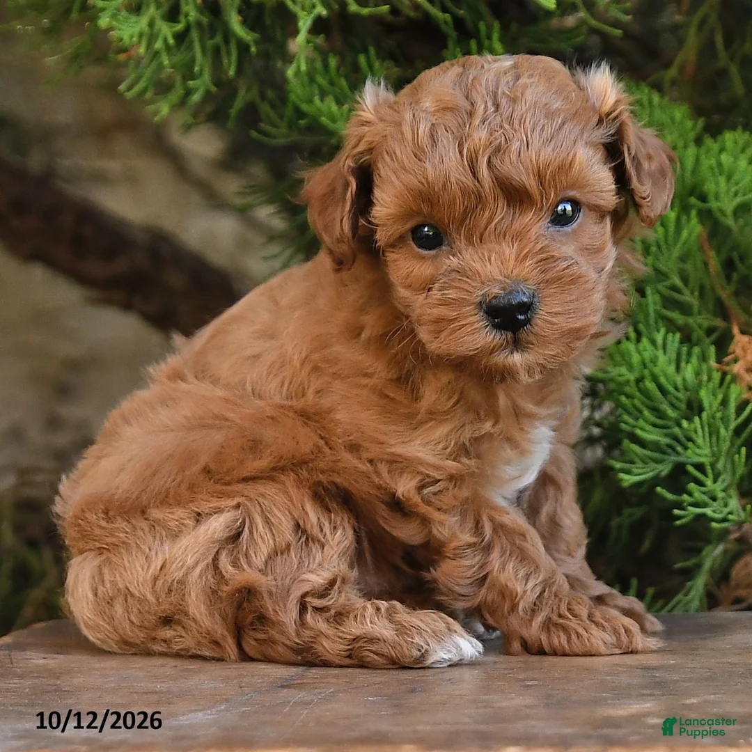 Cavapoo dogs for sale: Titus - Ad 2