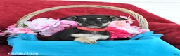 Mixed Breed dogs for sale: Blossom - Ad 1