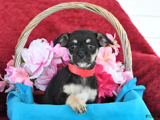 Mixed Breed dogs for sale: Blossom - Ad 3
