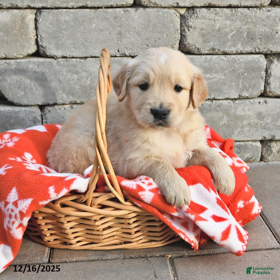 Golden Retriever dogs Dakota - Ad 39