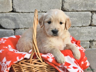 Golden Retriever dogs Dakota - Ad 9