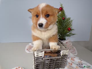 Welsh Corgi Pembroke dogs Welsh Corgi Pembroke Puppy 2 Roxanne - Ad 37