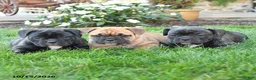 Mixed Breed dogs for sale: Ariel - Ad 3