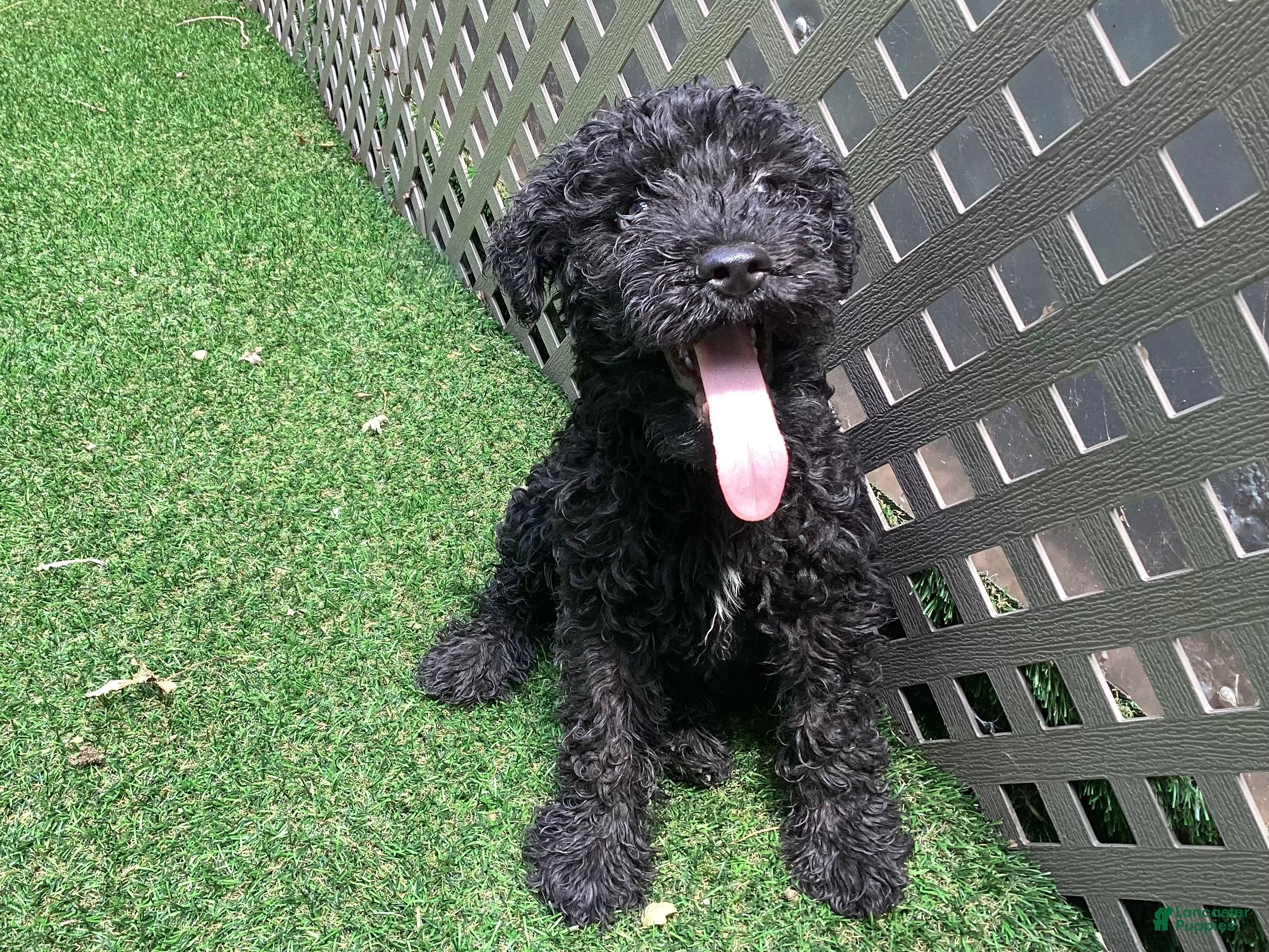 Kerry Blue Terrier dogs for sale: Garth - Ad 2