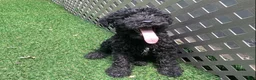 Kerry Blue Terrier dogs for sale: Garth - Ad 1
