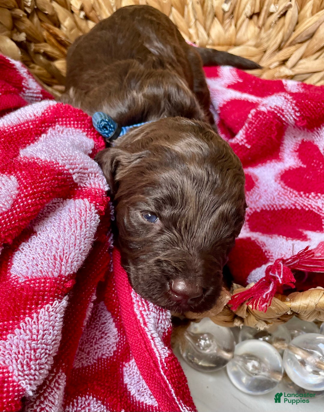 Goldendoodle dogs for sale: Mr blue - Ad 2