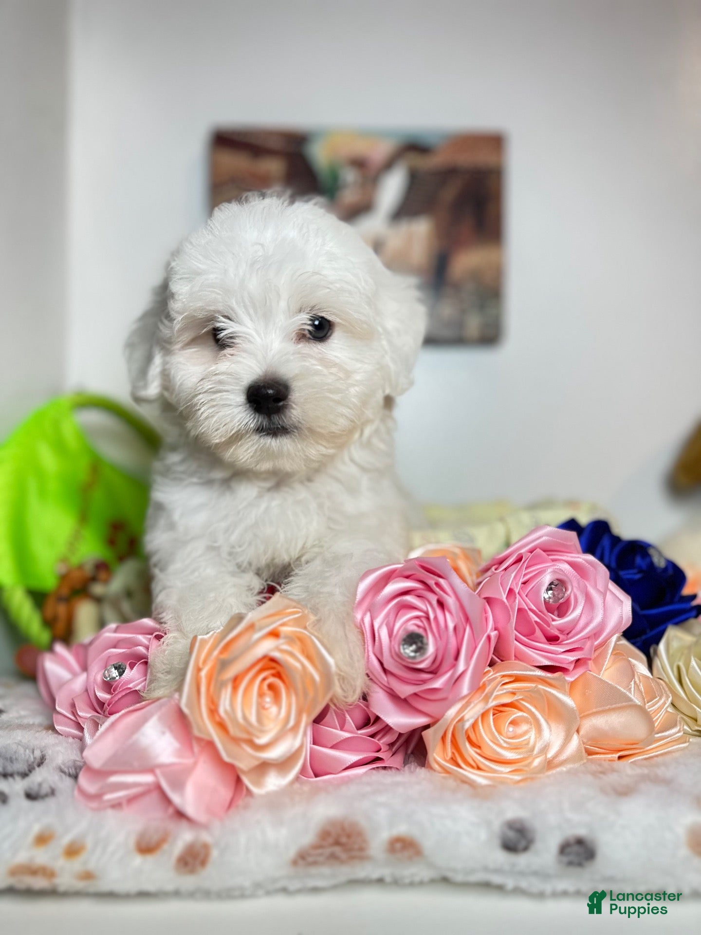 Maltese dogs Zeus - Ad 1