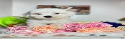 Maltese dogs for sale: Zeus - Ad 1