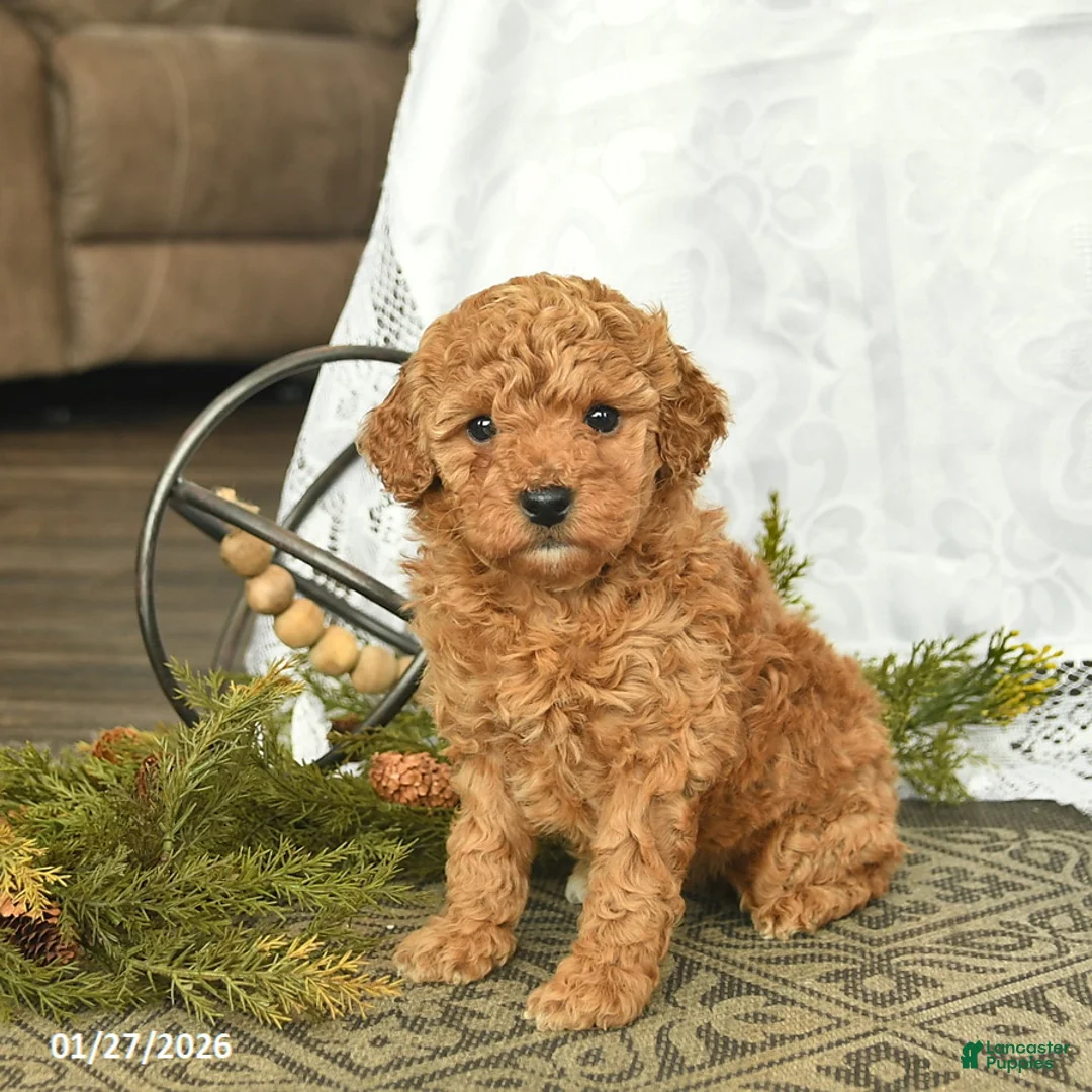 Miniature Poodle dogs for sale: Eden  - Ad 2
