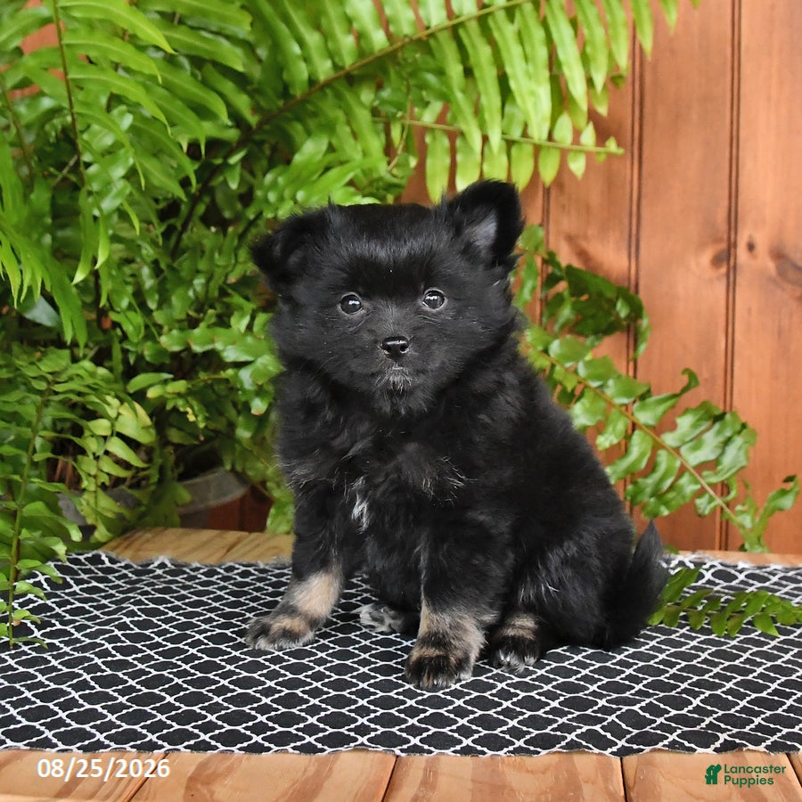 Mixed Breed dogs Penny - Ad 1