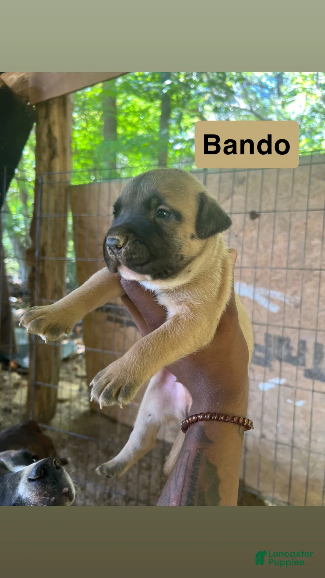 American Pit Bull Terrier dogs for sale: American Pit Bull Terrier 2 - Ad 1