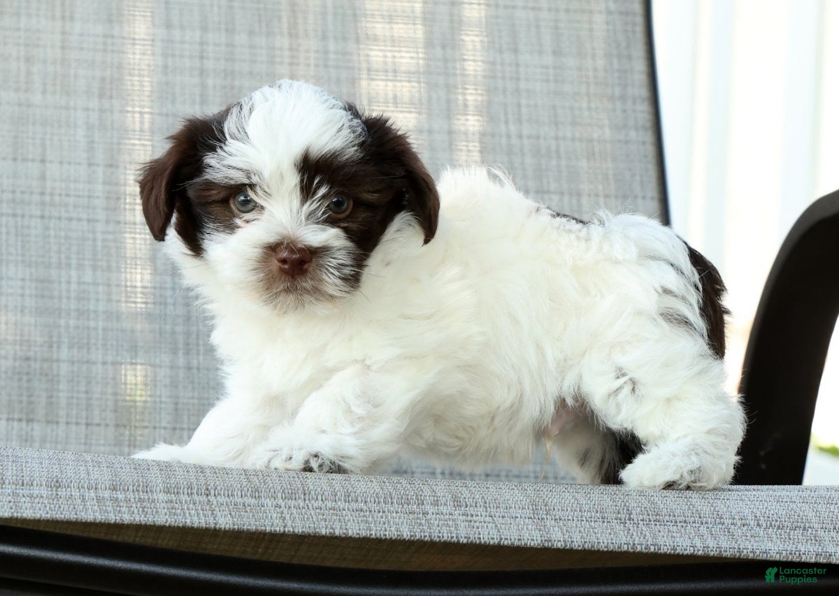 Havanese dogs for sale: Landon - Ad 8