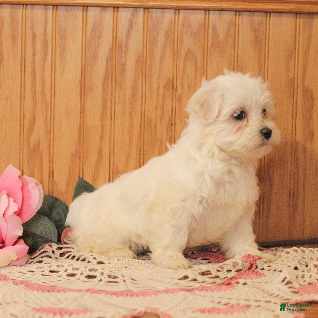 Malshi dogs for sale: Jewel - Ad 4